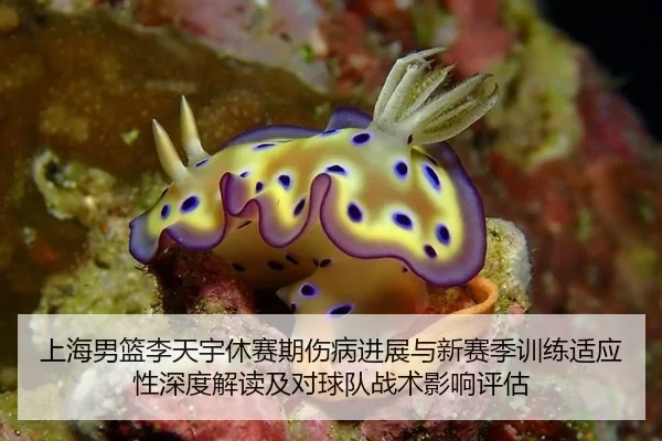 上海男篮李天宇休赛期伤病进展与新赛季训练适应性深度解读及对球队战术影响评估